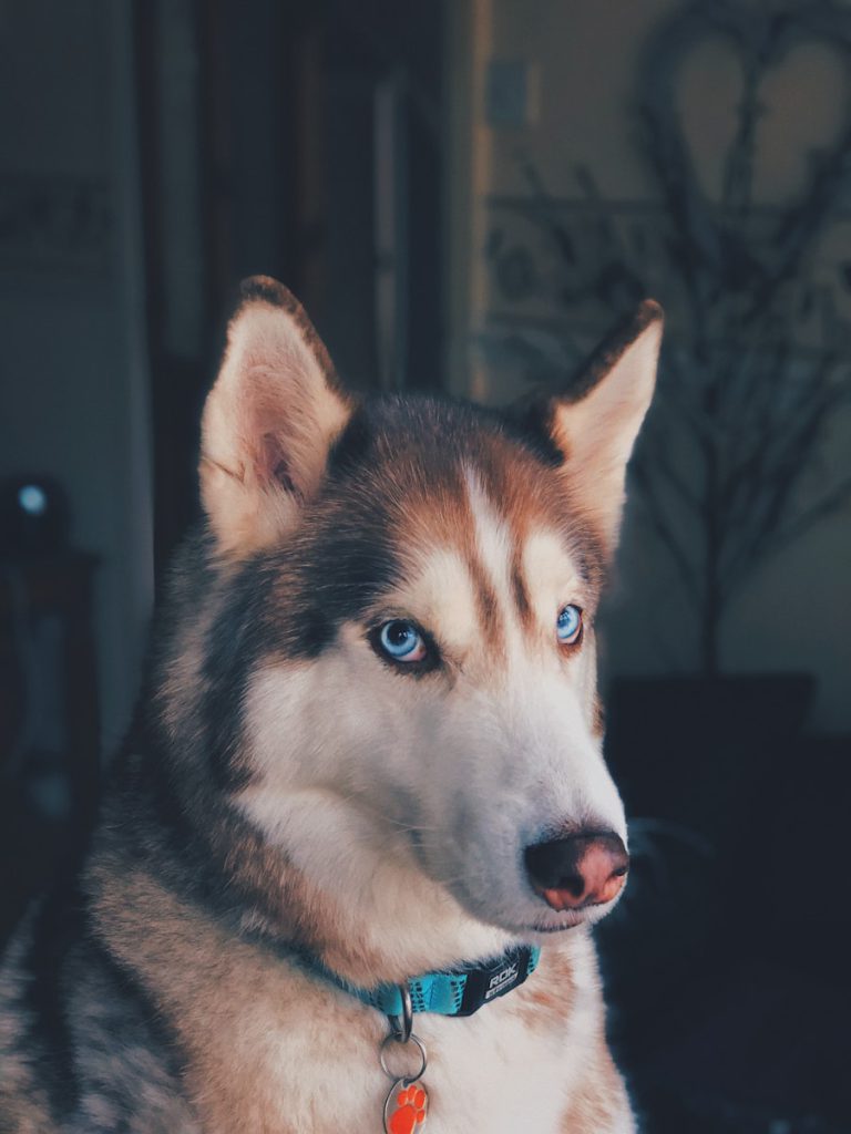 Alfie